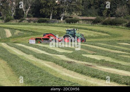 StrandHead Farm, Tarbolton, Ayrshire, Scotland 19 settembre 2020 Kuhn Merge Maxx Raking Machine in uso capovolgendo l'erba Foto Stock