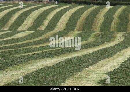 StrandHead Farm, Tarbolton, Ayrshire, Scotland 19 settembre 2020 Kuhn Merge Maxx Raking Machine in uso capovolgendo l'erba Foto Stock