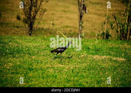 Uccello nero collo lungo lucida Ibis curvo pick Foto Stock