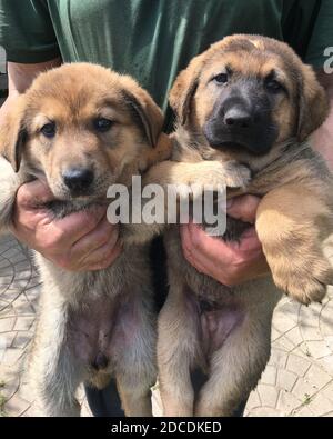 Un uomo tiene due cuccioli tra le braccia. Foto Stock