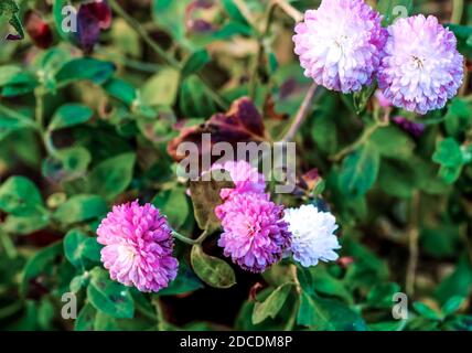 Crisantemo viola in giardino Foto Stock