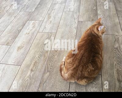 Vista dall'alto sul retro di un grande gatto tabby rosso che si trova sul pavimento. Foto Stock