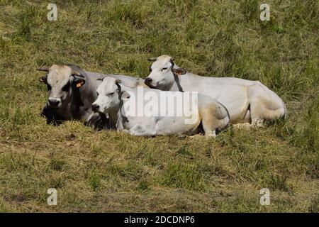 Mandria di mucche piemontesi che pascolano in un momento di tranquillità, sui prati dell'Appennino Ligure. Foto Stock