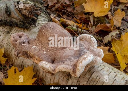 Birch Polyporo o Razor Stop Fungus, Suffolk Forest Foto Stock