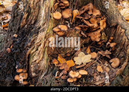 Fungus crescita nella foresta, Suffolk, Regno Unito Foto Stock