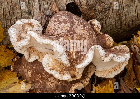 Birch Polyporo o Razor Stop Fungus, Suffolk Forest Foto Stock