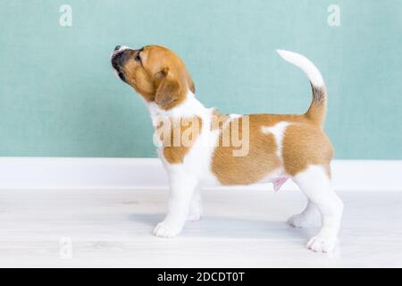 Un bel cucciolo bianco Jack Russell Terrier con orecchie e macchie marroni e un naso nero, si trova lateralmente in un rack, guarda in su. Foto Stock