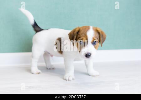 Un bellissimo cucciolo Jack Russell Terrier con orecchie marroni si alza e guarda la telecamera sullo sfondo di una parete verde. Allevamento di cane purebred Foto Stock