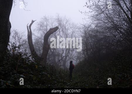 Un escursionista che guarda su un albero morto sul bordo di una foresta spooky in un giorno infuocato degli inverni Foto Stock