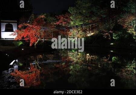 Kyoto, Giappone. 20 Nov 2020. Foglie d'autunno principalmente alberi d'acero sono illuminati e riflessi su uno stagno al tempio Kodaiji a Kyoto venerdì 20 novembre 2020. La gente ha goduto il fogliame colorato dell'autunno all'antica capitale del Giappone in tre vacanze autunnali consecutive. Credit: Yoshio Tsunoda/AFLO/Alamy Live News Foto Stock