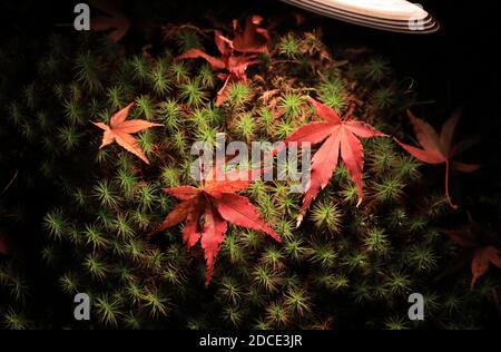 Kyoto, Giappone. 20 Nov 2020. Le foglie di acero di colore rosso sono illuminate sul muschio al tempio Kodaiji a Kyoto venerdì 20 novembre 2020. La gente ha goduto il fogliame colorato dell'autunno all'antica capitale del Giappone in tre vacanze autunnali consecutive. Credit: Yoshio Tsunoda/AFLO/Alamy Live News Foto Stock