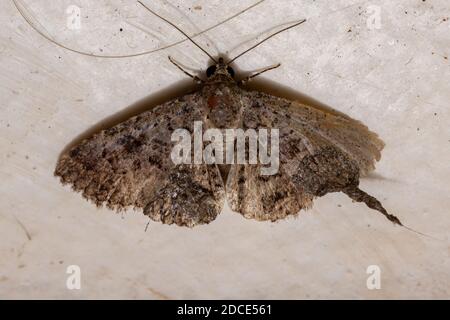 Falena sottobosco della famiglia Erebidae nel terreno Foto Stock