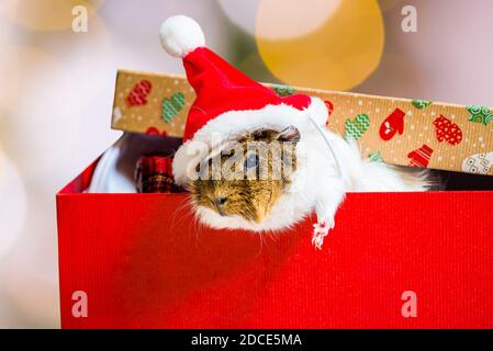 Porcellino di Guinea con cappello rosso di Babbo Natale bloccato nella scatola di natale come regalo Foto Stock