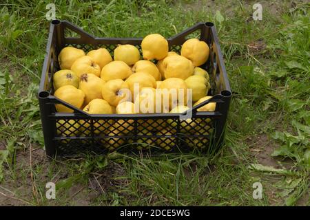 Una scatola di plastica di mela cotogna fresca e fragrante nell'erba. Benefici di quinces. Foto Stock