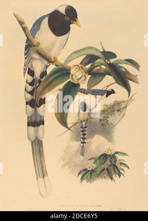 C. Richter, (artista), inglese (?), attivo 1841 - attivo c.. 1881, John Gould, (artista), British, 1804 - 1881, Urocissa cucullata, The Birds of Asia, (serie), probabilmente 1850/1883, litografia colorata a mano Foto Stock