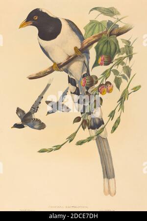 C. Richter, (artista), inglese (?), attivo 1841 - attivo c.. 1881, John Gould, (artista), British, 1804 - 1881, Urocissa magnirostris, The Birds of Asia, (serie), probabilmente 1850/1883, litografia colorata a mano Foto Stock