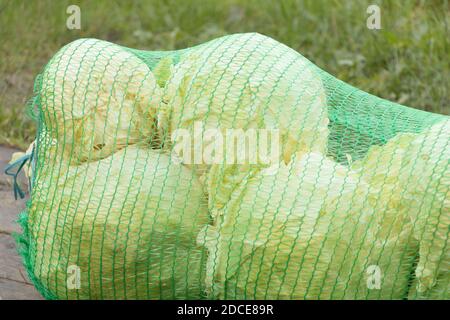 Un sacchetto di cavolo bianco da vicino. I vantaggi del cavolo, Foto Stock