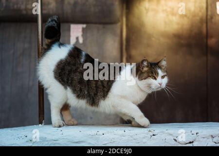 Un gatto tabby che cammina sulla strada e piegando la spina dorsale e sollevando una coda. Su sfondo luminoso. Vista laterale Foto Stock
