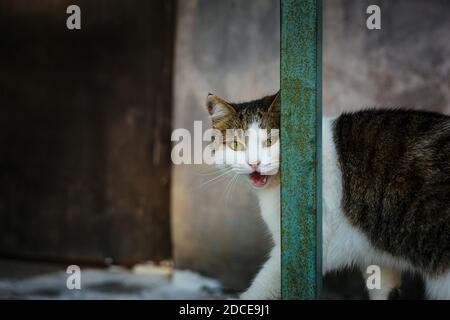 Un gatto tabby bianco strada che cammina su un parapetto sullo sfondo grigio della parete. Vista ravvicinata. Foto Stock