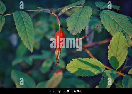 Primo piano di bacche di cane-rosa. Frutta di rosa del cane. Rosa canina. Rosehips selvatiche in natura. Foto Stock