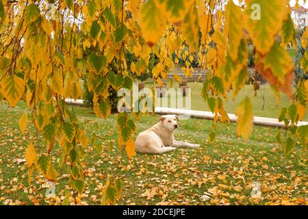 Cane bianco all'interno delle foglie gialle al parco in autunno Foto Stock