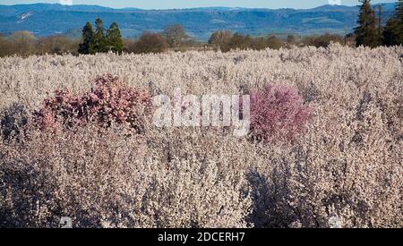 Vista sui frutteti di mandorle in fiore Foto Stock