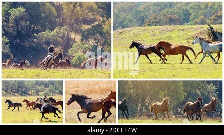 Collage di immagini di magnifici cavalli selvaggi che corrono in tutto il valle pianure in una bella campagna su un luminoso sole giorno Foto Stock