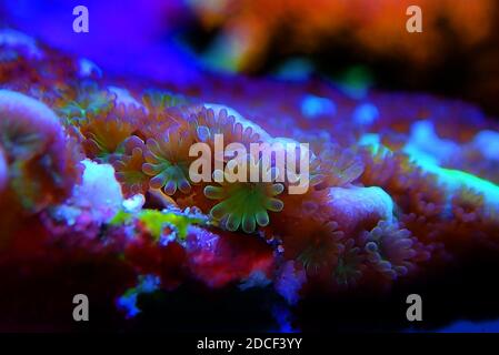 Ultra macro shot su montiPORA polyps sps corallo Foto Stock