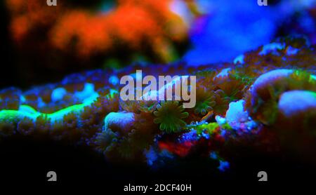 Ultra macro shot su montiPORA polyps sps corallo Foto Stock