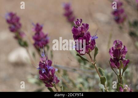 Inflorescenze di cime blu, salvia Pachyphylla, Lamiaceae, subarbusto nativo, Monti di San Bernardino, catene trasversali, Estate. Foto Stock