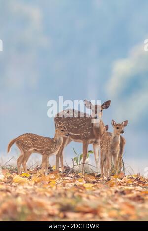 Cervo (asse) in India Foto Stock