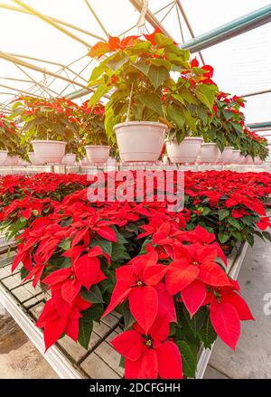 Serra magazzino pieno di poinsettia rosso piante fiorite. Foto Stock