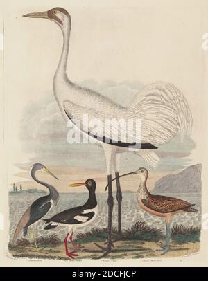 John G. Warnicke, (artista), americano, morto 1818, Alexander Wilson, (artista dopo), americano, 1766 - 1813, Luisiana Heron, Pied Oyster-catcher, Hooping Crane, e Long-billed Curlew, pubblicato 1808-1814, incisione colorata a mano con incisione su carta wove, piastra: 33.5 x 26.2 cm (13 3/16 x 10 5/16 pollici), foglio: 47.1 x 32.2 cm (18 9/16 x 12 11/16 pollici Foto Stock