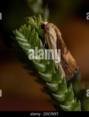 Bicolorata Bird-Dropping Moth della specie Ponometia exigua in A. pianta Foto Stock