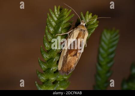 Bicolorata Bird-Dropping Moth della specie Ponometia exigua in A. pianta Foto Stock