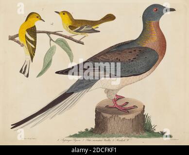 John G. Warnicke, (artista), americano, morto 1818, Alexander Wilson, (artista dopo), americano, 1766 - 1813, Pigeon passeggero, Blue-mountain Warbler, e Hemlock Warbler, pubblicato 1808-1814, incisione colorata a mano con incisione su carta di wove, piatto: 26 x 33.8 cm (10 1/4 x 13 5/16 pollici), foglio: 29.7 x 37 cm (11 11/16 x 14 9/16 pollici Foto Stock