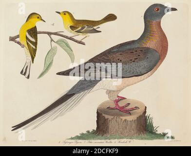 John G. Warnicke, (artista), americano, morto 1818, Alexander Wilson, (artista dopo), americano, 1766 - 1813, Pigeon passeggero, Blue-mountain Warbler, e Hemlock Warbler, pubblicato 1808-1814, incisione colorata a mano con incisione su carta di wove, piatto: 26.1 x 33.8 cm (10 1/4 x 13 5/16 pollici), foglio: 29.2 x 37.6 cm (11 1/2 x 14 13/16 pollici Foto Stock