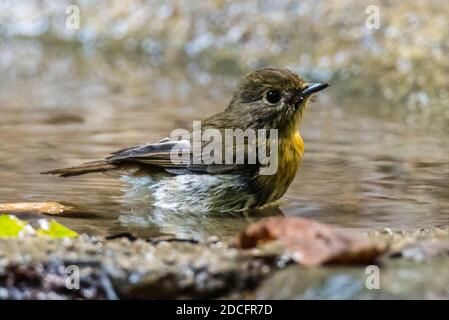 Indochinese Blue Flycatcher femmina che perching su un albero Foto Stock