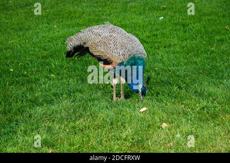 Il pavone fissa l'erba nell'erba. In piedi su due gambe forti su un prato verde. Il piumaggio è chiaramente visibile. Orizzontale Foto Stock