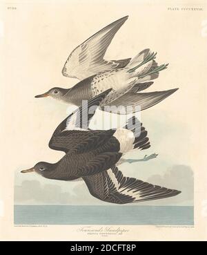 Robert Havell, Jr., (artista), americano, nato Inghilterra, 1793 - 1878, John James Audubon, (artista dopo), americano, 1785 - 1851, Townsend's Sandpiper, The Birds of America: Plate CCCCXXVIII, (serie), 1838, incisione colorata a mano e acquatinta su carta Whatman wove Foto Stock