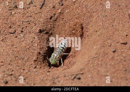 Foro di scavo Bembix Sand Digging Wasp Foto Stock