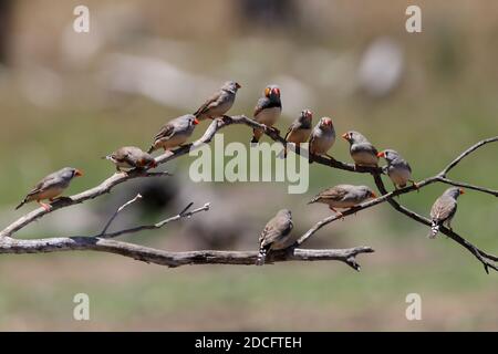 Flock of Zebra Finches appollaiato sul ramo dell'albero Foto Stock