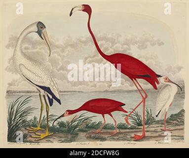 John G. Warnicke, (artista), americano, morto 1818, Alexander Wilson, (artista dopo), americano, 1766 - 1813, Wood Ibis, Scarlet Ibis, Flamingo, e White Ibis, pubblicato 1808-1814, incisione colorata a mano con incisione su carta wove, piatto: 25.9 x 33.7 cm (10 3/16 x 13 1/4 pollici), foglio: 28.1 x 36.4 cm (11 1/16 x 14 5/16 pollici Foto Stock