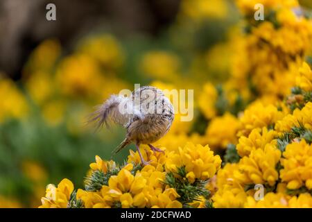 Grass Wren; Cistothorus platensis; con materiale nidifero; Gorse; Isole Falkland; Foto Stock