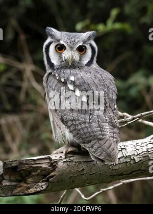 Bianco del sud di fronte il gufo Foto Stock