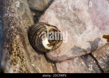 Hermit Crab; pagurus bernhardus; UK Foto Stock
