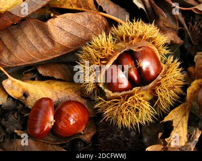 Castagne dolci bruna e timide snugged nel loro cupolino sul pavimento forestale Foto Stock