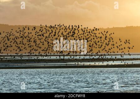 Nodo; Calidris canutus; Flock in Flight; One Black Tailed Godwit; Dee Estuary; UK Foto Stock