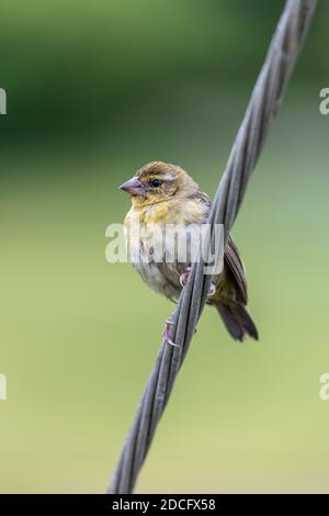 Madagascar Fody; Foudia madagascariensis; Femminile; Seychelles Foto Stock
