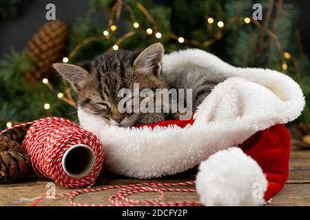 Gattino dorme nel cappello di babbo natale. Animale domestico di Natale che dorme. Presenta il concetto. Ritratto di gattino. Adorabile animale da tavola, animale domestico, gatto. Luci di Natale e. Foto Stock